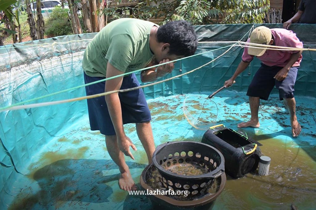 LAZ Harapan Dhuafa Panen Ikan Lele di Kampung Muallaf Baduy
