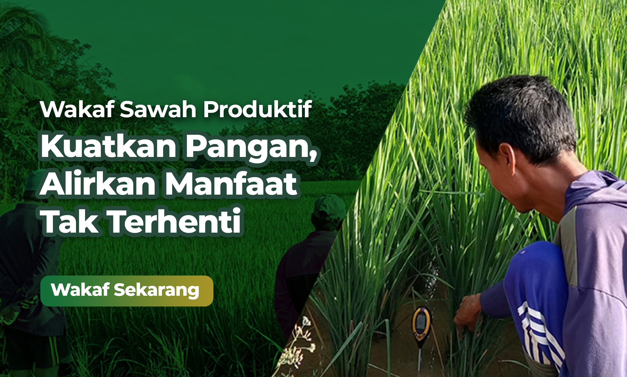 Campaign Wakaf Sawah Pahala Permanen Kemandirian Pangan Laz Harapan Dhuafa 2703